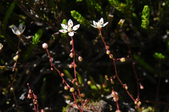 Micranthes bryophora
