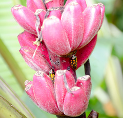 Mahanarva costaricensis
