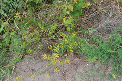 Pastinaca sativa