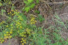 Pastinaca sativa