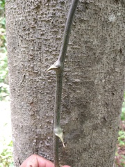 Dioscorea mexicana
