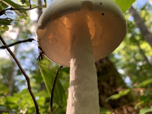 European Destroying Angel