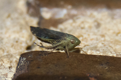 Acinopterus acuminatus