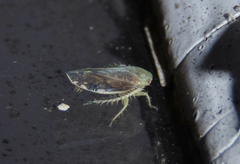 Acinopterus acuminatus