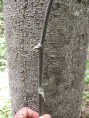 Dioscorea mexicana