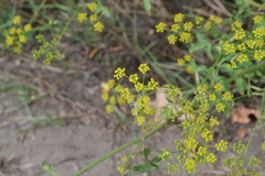 Pastinaca sativa