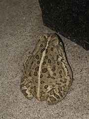 Anaxyrus fowleri