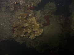 Montipora capitata