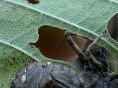 Neurocordulia yamaskanensis