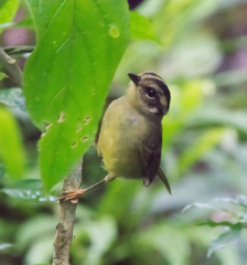 Basileuterus melanotis