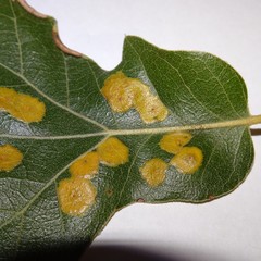 Polystepha pustuloides