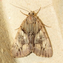 Catocala blandula