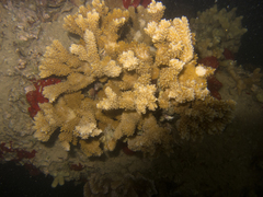 Montipora capitata