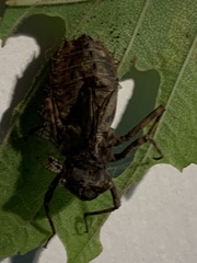 Neurocordulia yamaskanensis