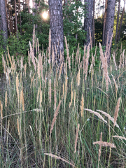 Calamagrostis epigejos