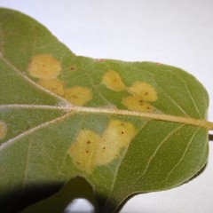 Polystepha pustuloides