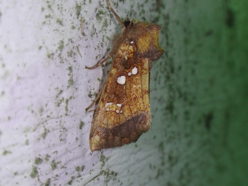 Stalk Borer photo 4