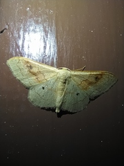 Idaea rubraria