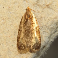 Olethreutes inornatana