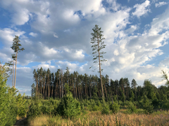 Pinus sylvestris
