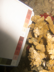 Montipora capitata