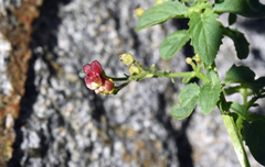 Scrophularia desertorum