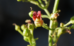 Scrophularia desertorum