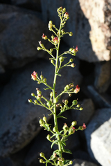 Scrophularia desertorum