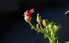 Scrophularia desertorum