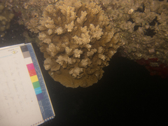 Montipora capitata