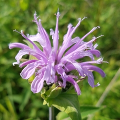 Monarda × medioides