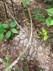 Dioscorea mexicana