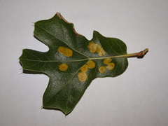 Polystepha pustuloides