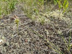 Cyperus lupulinus macilentus