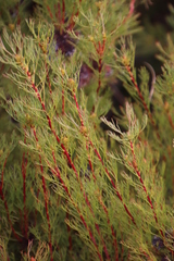 Serruria foeniculacea