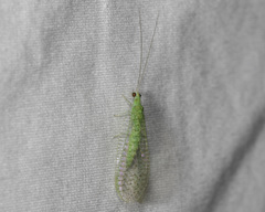 Pseudomallada perfectus