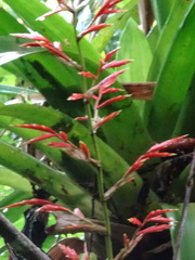 Vriesea elata