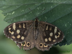 Pararge aegeria