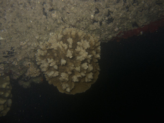 Montipora capitata