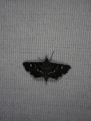 Diathrausta