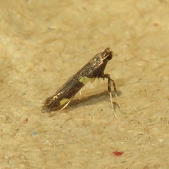 Caloptilia cornusella