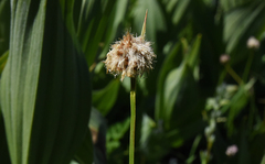 Calliscirpus brachythrix