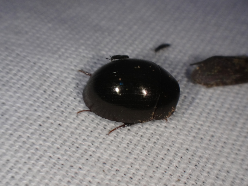 Limnohydrobius melaenus
