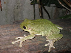Osteopilus septentrionalis