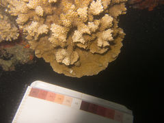 Montipora capitata