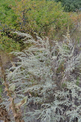 Artemisia absinthium