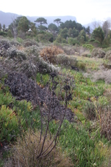 Leucadendron floridum