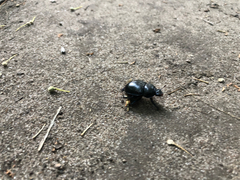 Anoplotrupes stercorosus