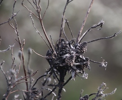 Leucadendron floridum