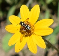 Nomada texana